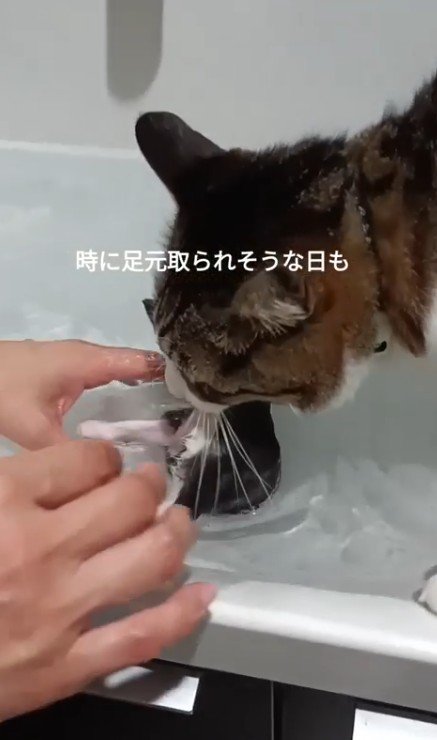 子猫をくわえる猫