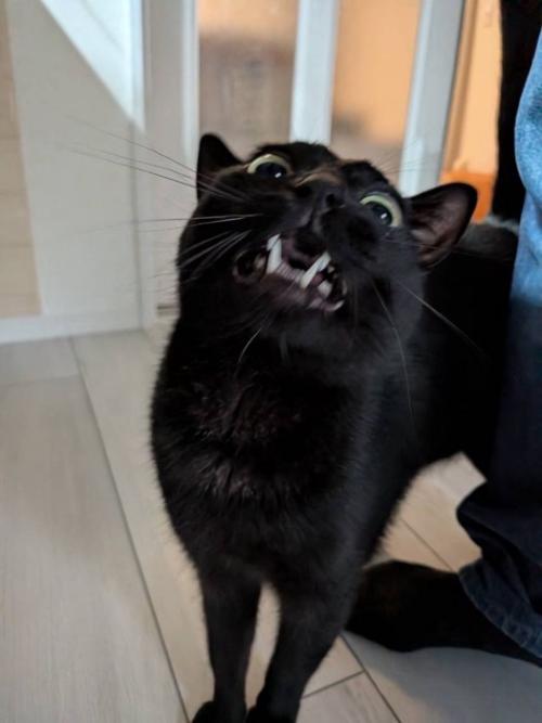 ペットシッターを見上げて口を開ける猫