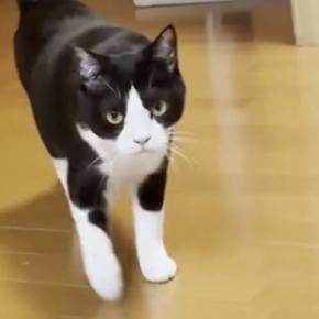 ママとパパが交互に『猫の名前』を呼んだ結果…可愛すぎる反応に癒される人が続出「選べないよね〜」「幸せそうな顔がたまらない」
