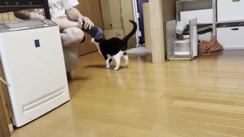 お父さんの足にじゃれる猫の写真1