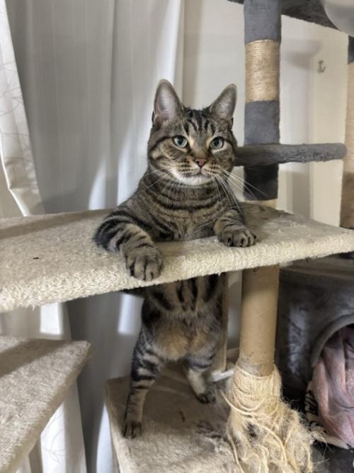 立つ猫