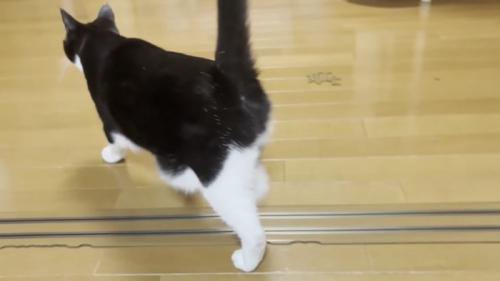 後ろ姿の猫の写真