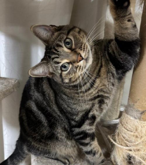 凝視する猫