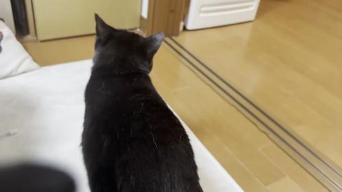 後ろ姿の猫の写真