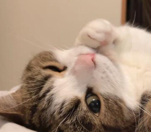カメラに向かってウインクする猫