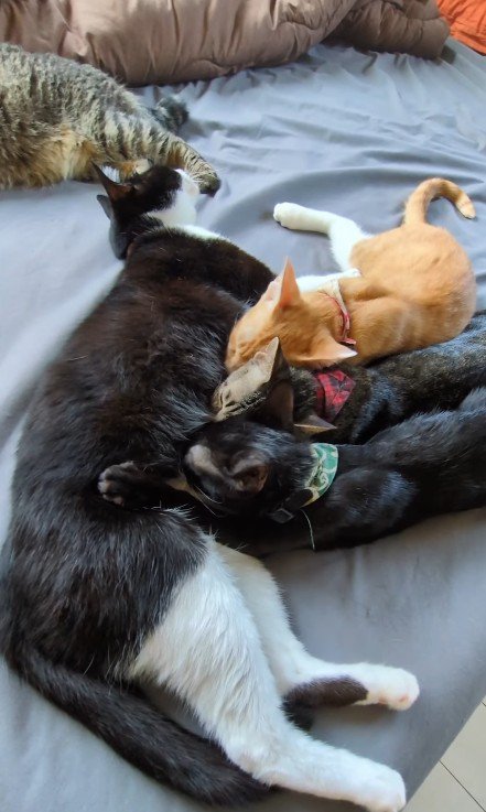 子猫にお腹を差し出す猫