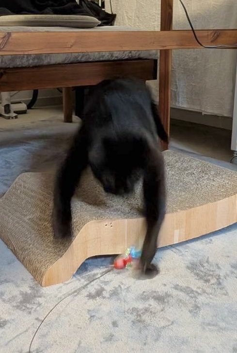 猫じゃらしを夢中になって追いかける猫