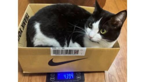 箱に入る猫
