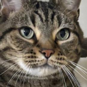 『キャットタワーにいる猫』を見たら…まるで人間の赤ちゃんのような格好に悶絶！「めちゃくちゃ可愛い」「よちよちしてるみたい」と16万表示