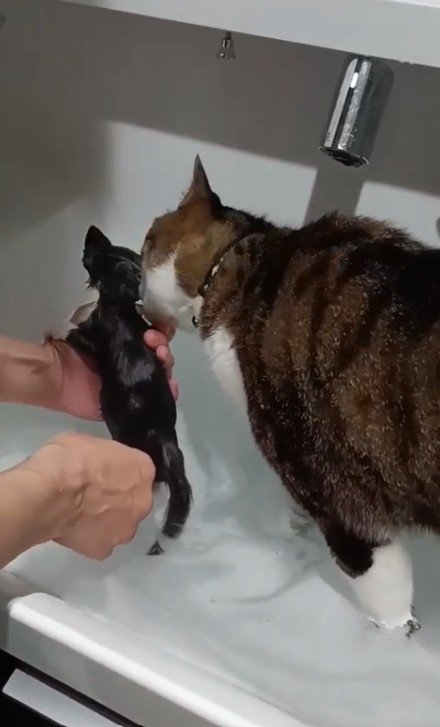 子猫をくわえる猫