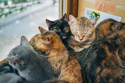 たくさんの猫