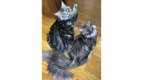室内にいる猫