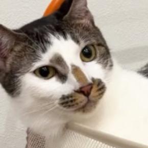 2段ベッドの上段でくつろいでいた猫→下段にいた猫から突然…理不尽すぎる展開に「ご近所トラブルw」「引っ越したほうがええw」と47万再生