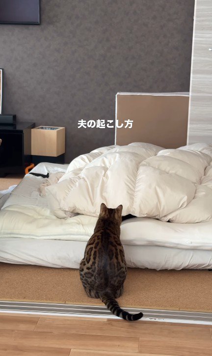飼い主を起こしている猫