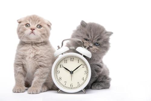 時計で遊ぶ猫たち