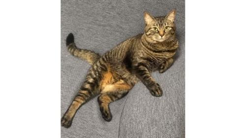 室内にいる猫