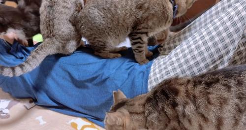 寝ている飼い主のお腹の上に乗る猫