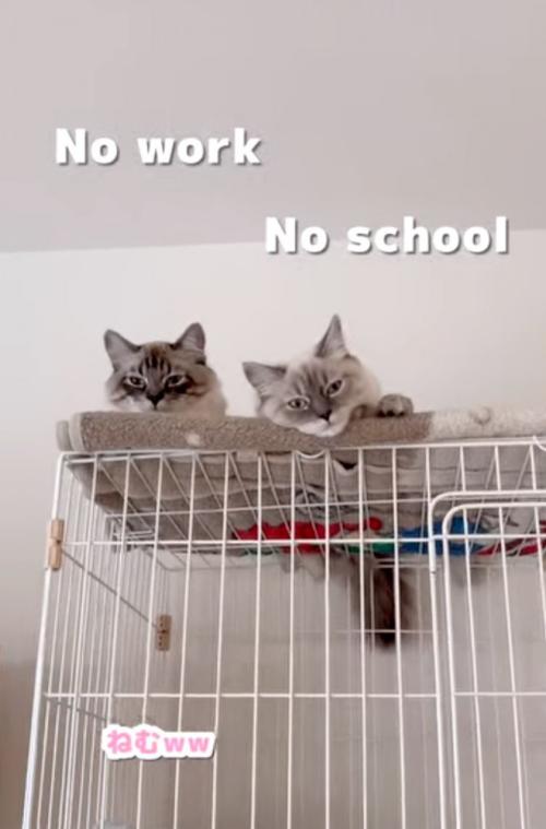 見下す2匹の猫