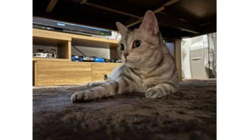 室内にいる猫