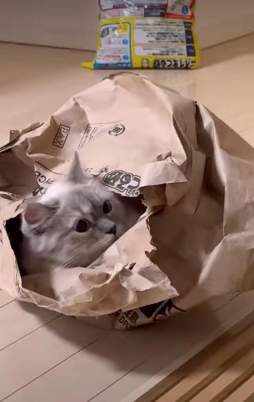 不思議そうに見つめ返す猫