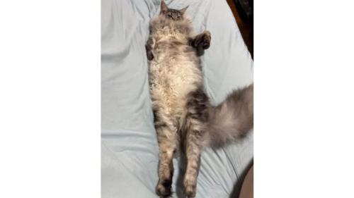 寝転ぶ猫