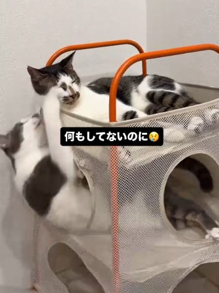 下段から体を乗り出し、上段の猫へ前足を伸ばす猫
