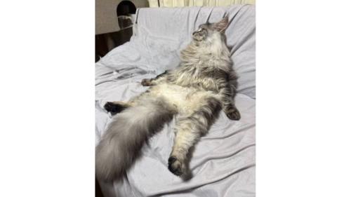 寝転ぶ猫