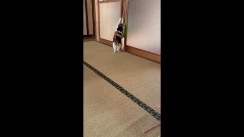掴まり立ち