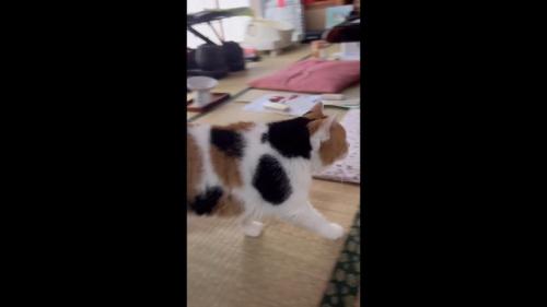 歩く姿を横から