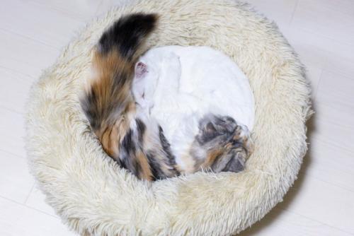 一緒に眠る猫たち