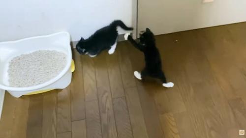 2匹の黒白子猫(左に猫トイレ)