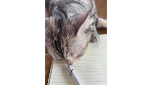 ノート上の猫