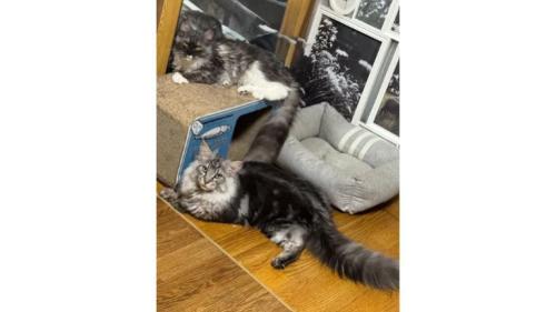 室内にいる猫
