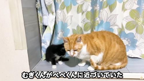 テロップ「むぎくんがぺぺくんに~」