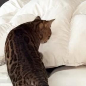 優しくパパを起こす猫→二度寝されそうになった結果…『爆笑の展開』が53万再生「はよ起きろって言ってそうｗ」「うちにも欲しいｗ」
