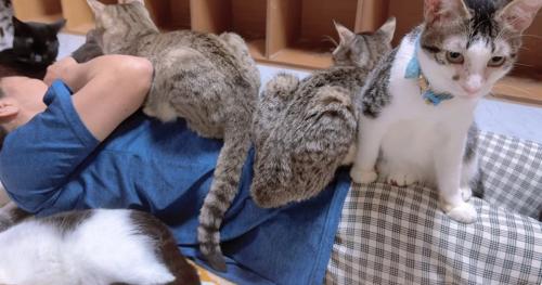寝ている飼い主のお腹の上に乗る猫