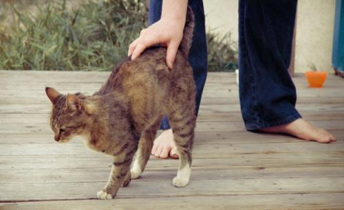 おしりトントンされる猫