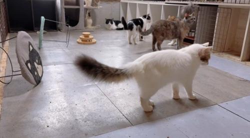 部屋を歩き回っている猫達