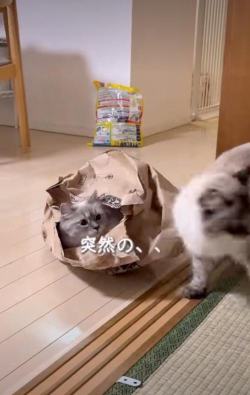呆然とする猫