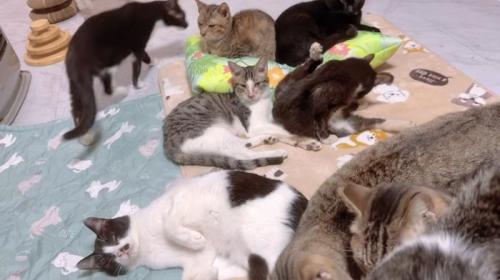 布団の上で寝ている猫達