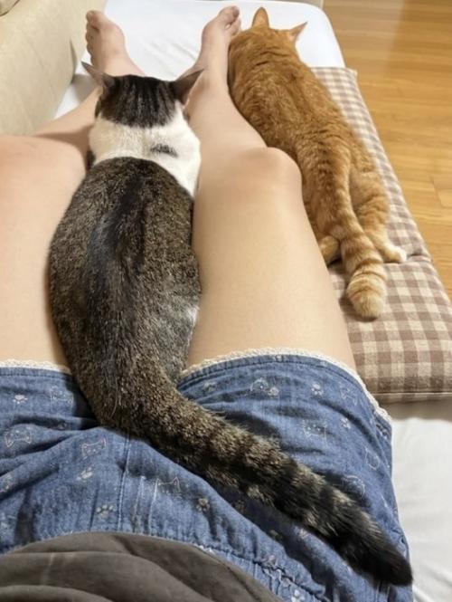帰省した娘の足をはさんで座り込む猫2匹