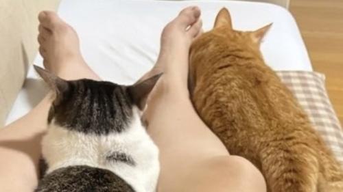 娘の足に体をすっかりくっつけている2匹の猫（キジ白上半身のみ）