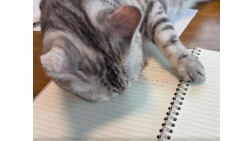 ノート上の猫
