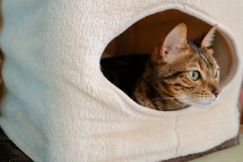 ハウスに入る猫