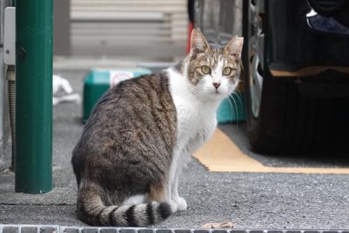 尻尾をブンブン振る