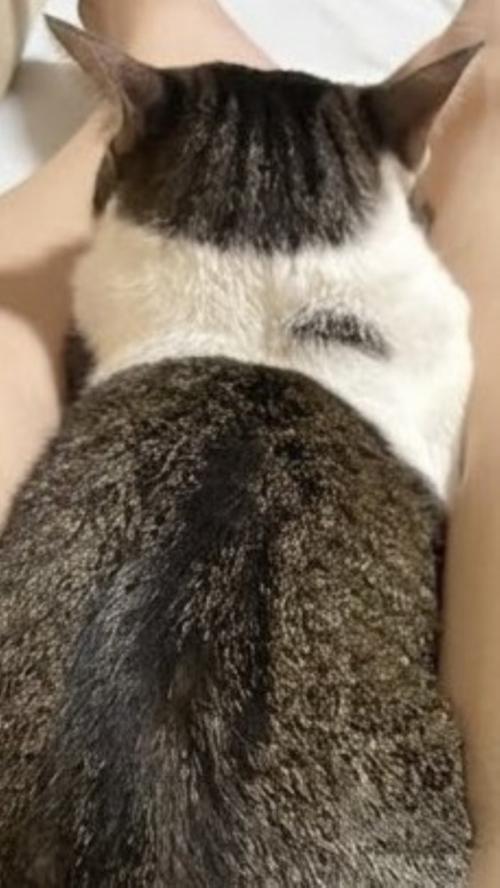キジ白の後ろ姿