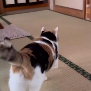 母が帰ってきたことに気づいた三毛猫…あまりにも尊い『熱烈なお出迎え』が88万再生「ぽてぽて歩く姿がたまらない」「何とも愛らしいw」