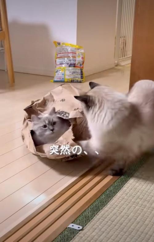 猫パンチ