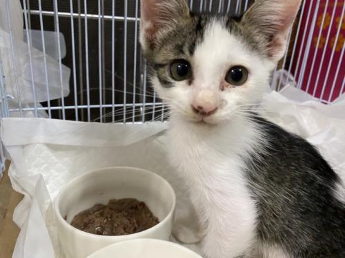 ご飯の皿の前に座る綺麗な子猫