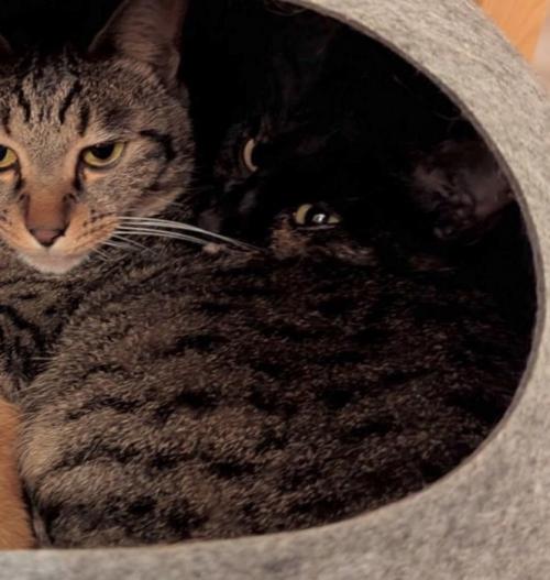 振り返る黒猫